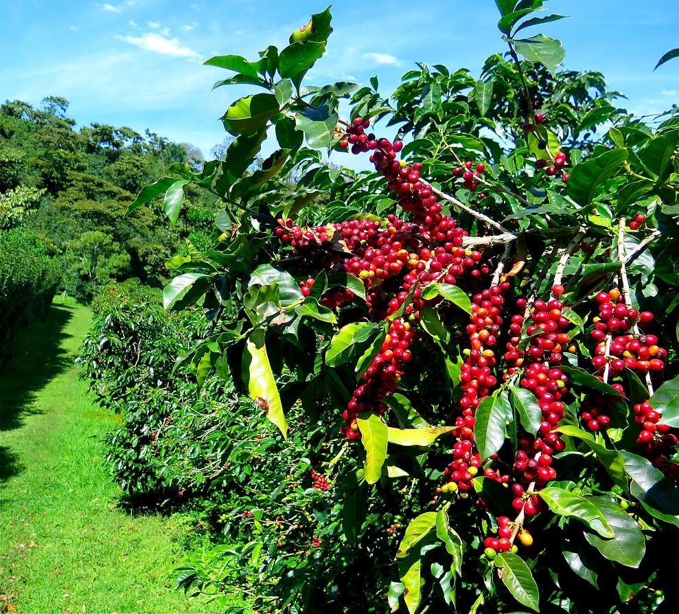 coffee-plant